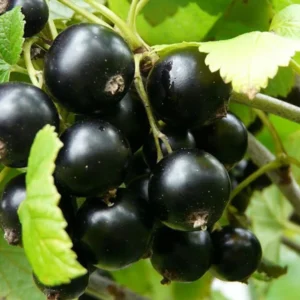 vernisaz juodieji serbentai