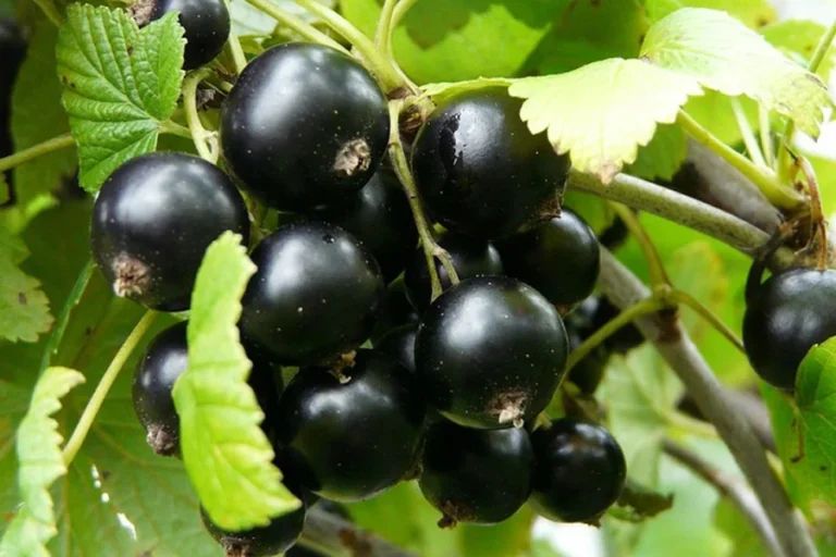 vernisaz juodieji serbentai