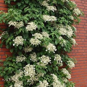 Hortenzija vijoklinė (Petiolaris)