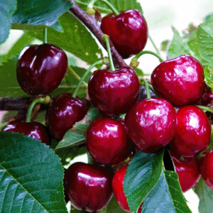 viktorija kolonine tresne