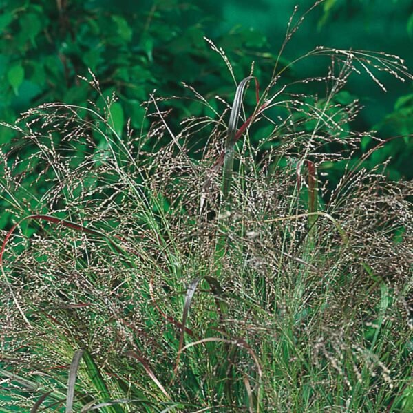 Sora rykšėtoji WARRIOR - Image 2