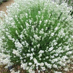 white summer levanda