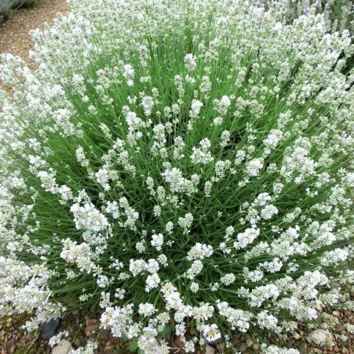 white summer levanda white summer levanda