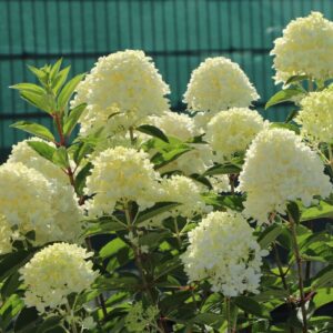 white light hortenzija