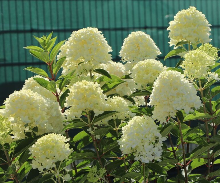 white light hortenzija