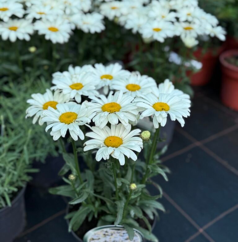 baltagalvė spoonful of sugar