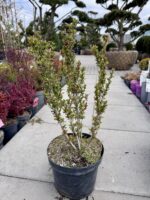 Raugeriškis tunbergo "Erecta" - Image 2