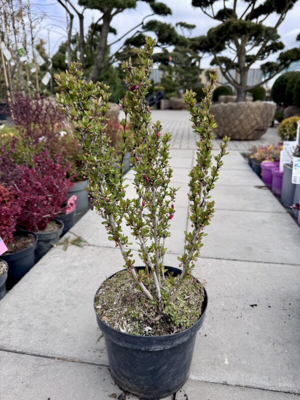 Raugeriškis tunbergo "Erecta" - Image 2