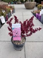 raugeriskis ruby star