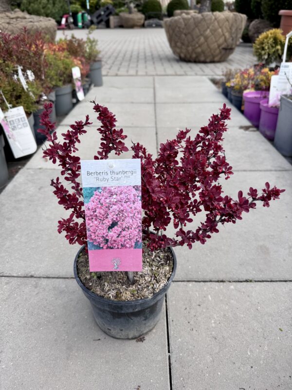 raugeriskis ruby star