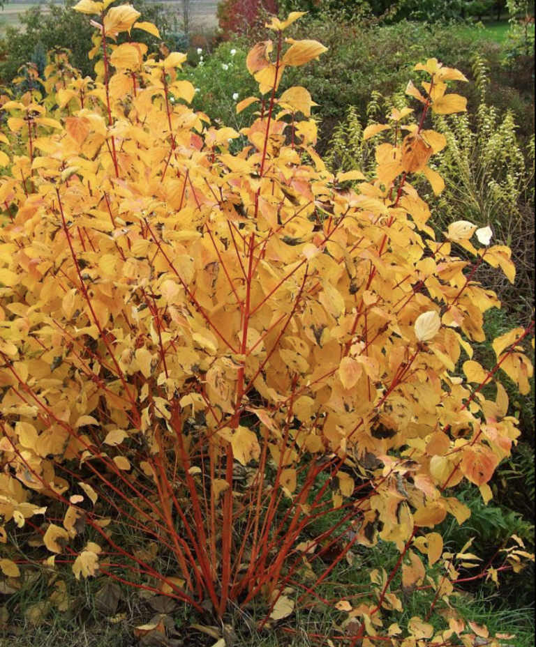 sedula midwinter fire