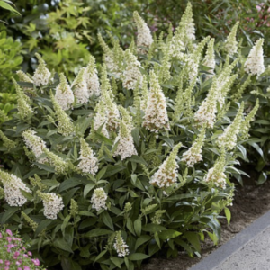 budleja little white