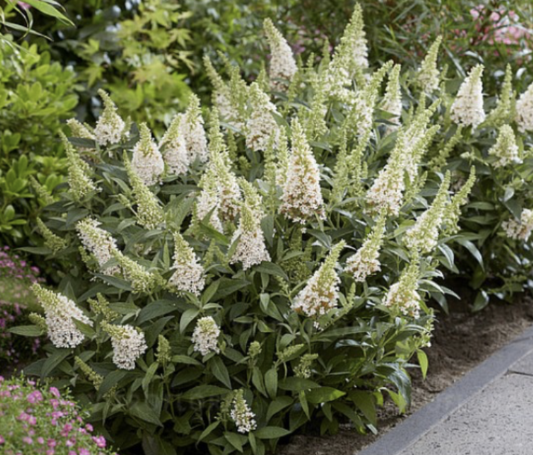 budleja little white