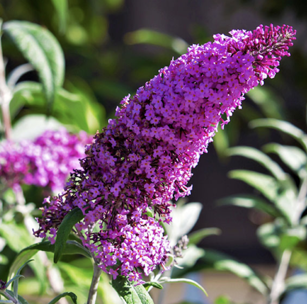 buzz magenta budleja buzz magenta budleja