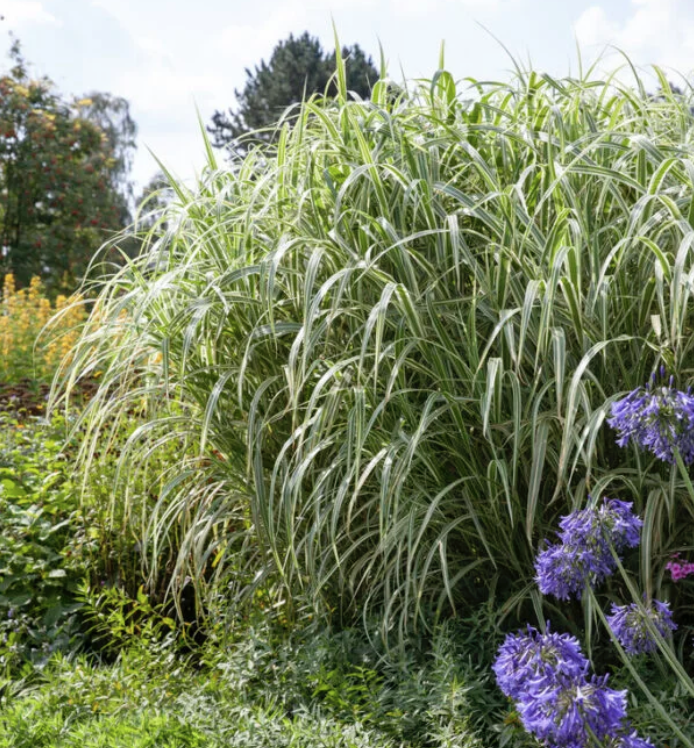 miskantas cosmopolitan