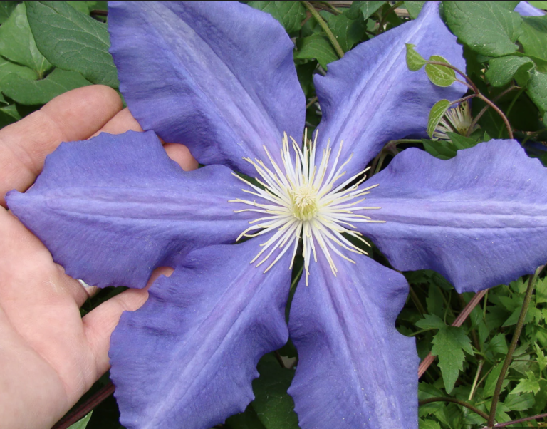 ragane Luther burbank