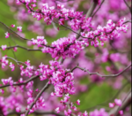 cersis cascading hearts