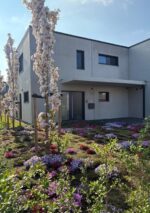 Sakura koloninė "Amanogawa" - Image 2