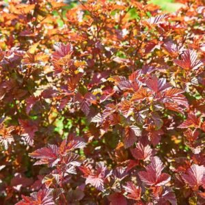 amber jubilee puslenis