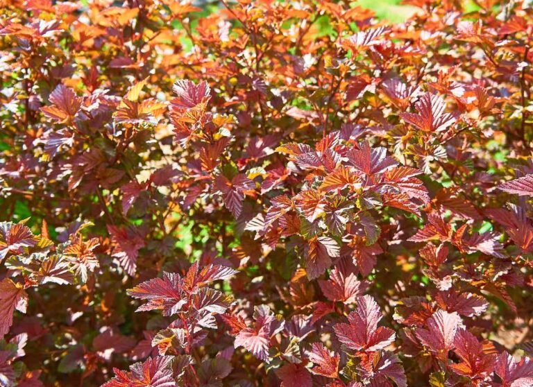 amber jubilee puslenis