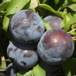 japoniska slyva andzeleno