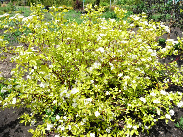 sedula baltoji aurea