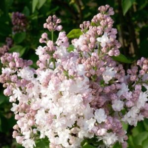 beauty of moscow alyva