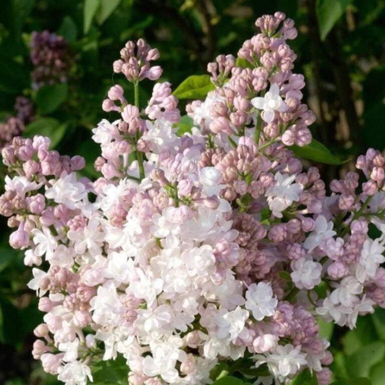 beauty of moscow alyva