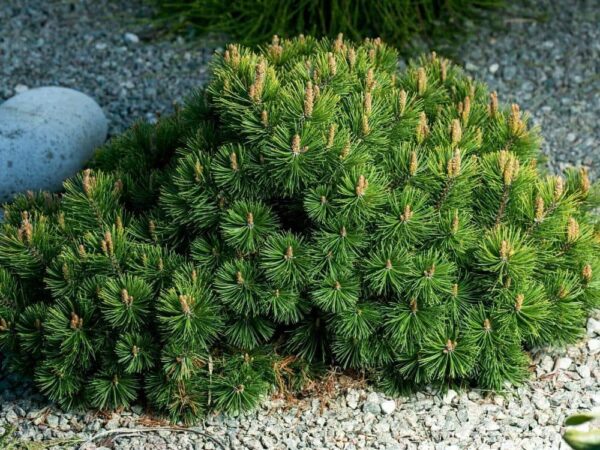 Pušis kalninė "Benjamin" - Image 2