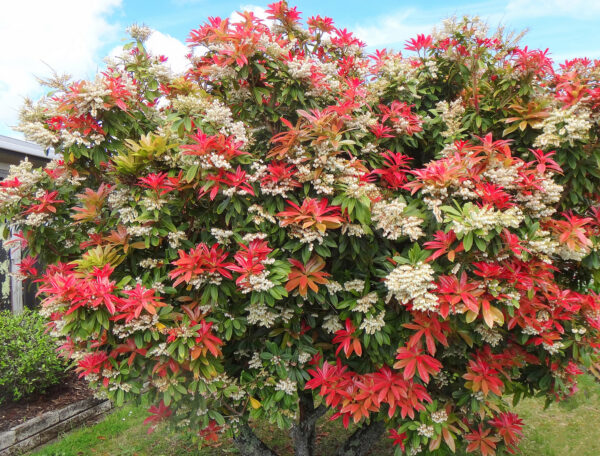 Bereinutis japoninis "Mountain Fire" - Image 2