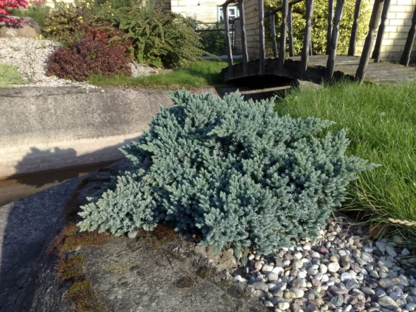 Kadagys žvynuotasis "Blue Star" - Image 2