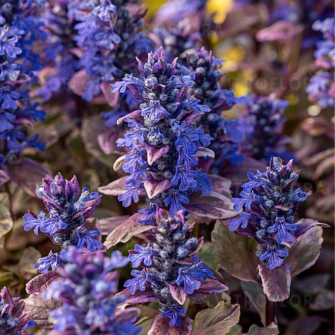 burgundy glow vaisgina