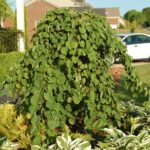 cersis cascading hearts