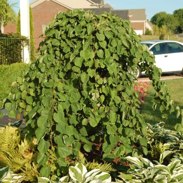 cersis cascading hearts