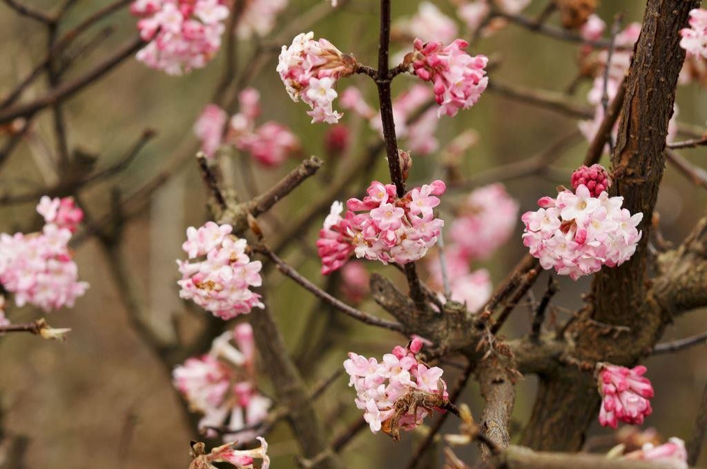 charles lamont Putinas "Charles Lemont" - Image 1