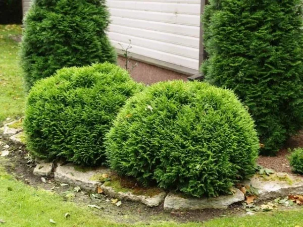 Tuja vakarinė "Danica" - Image 2