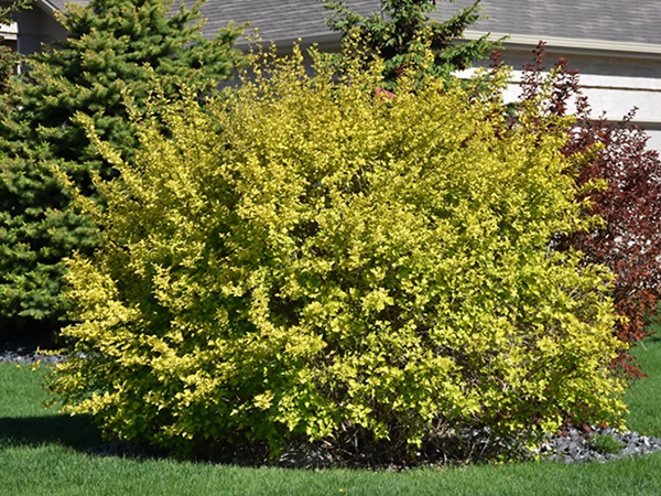 puslenis putinalapis dart's gold