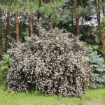 puslenis putinalapis diabolo