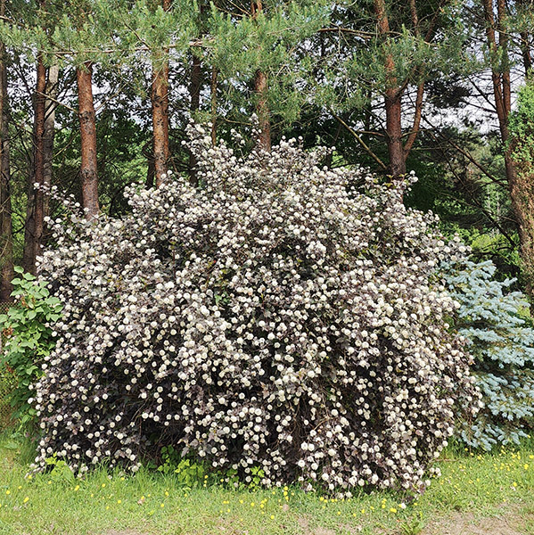 puslenis putinalapis diabolo