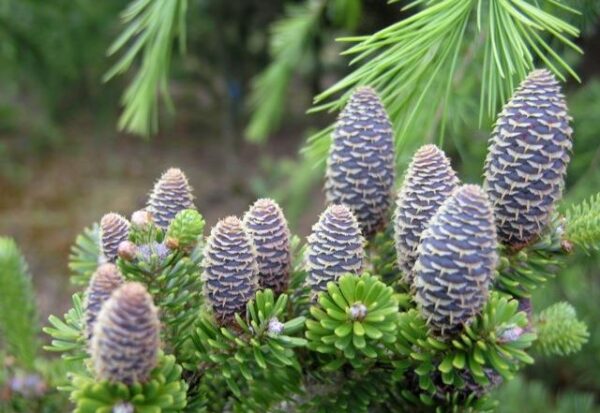 Kėnis normandinis "Starker's Dwarf" - Image 2