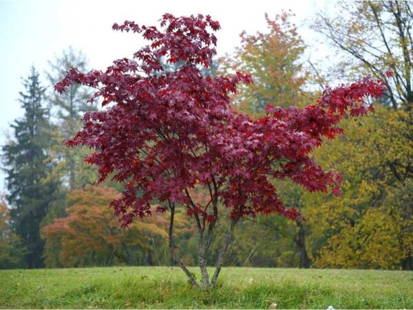 Klevas plaštakinis "Fireglow" - Image 2