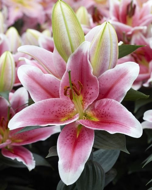 Lelija First Romance