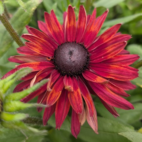 rudbekija flamenco true red