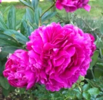 fuchsia rozinis bijunas