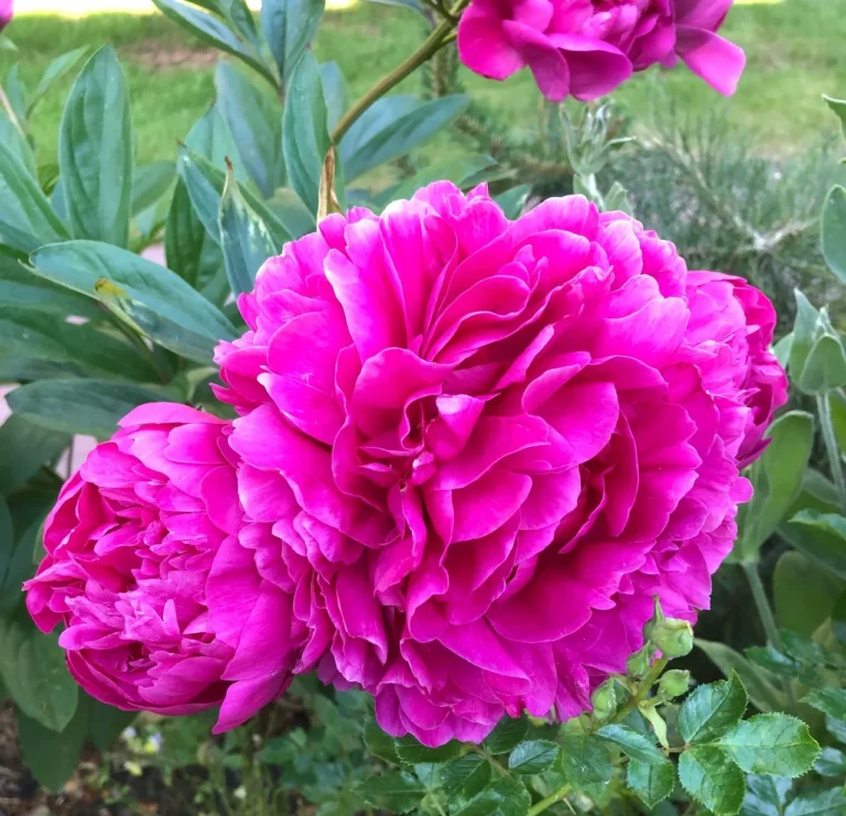 fuchsia rozinis bijunas