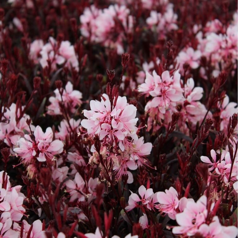 gaura medium pink