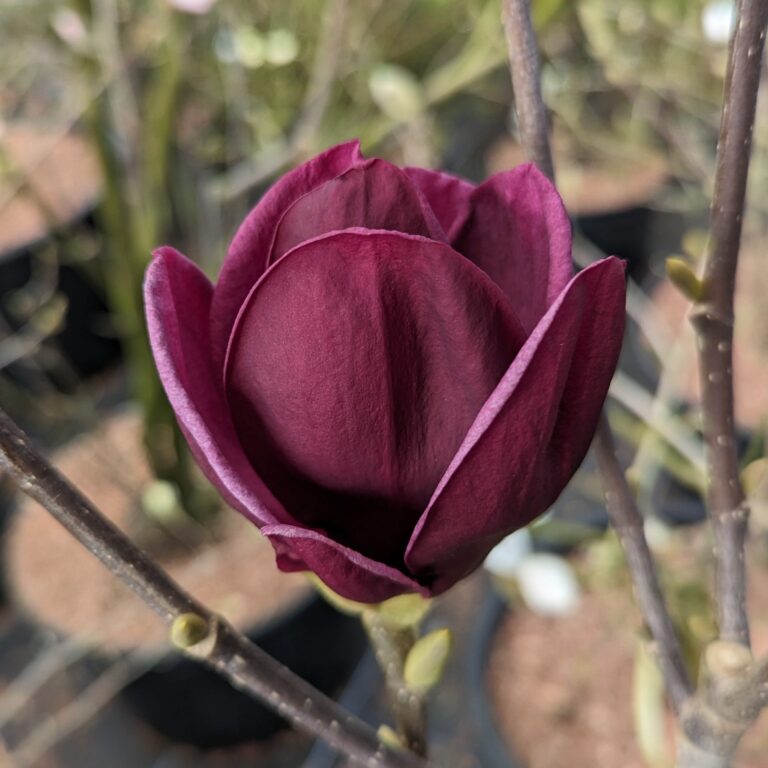 magnolija genie