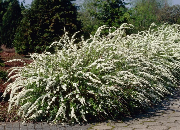 grefsheim lanksva pilkoji