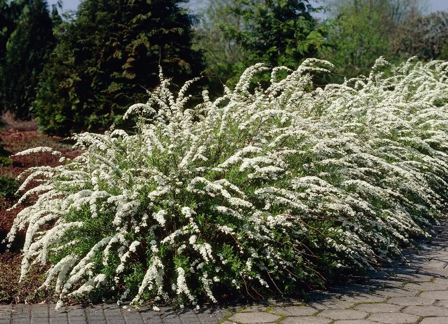 grefsheim lanksva pilkoji grefsheim lanksva pilkoji