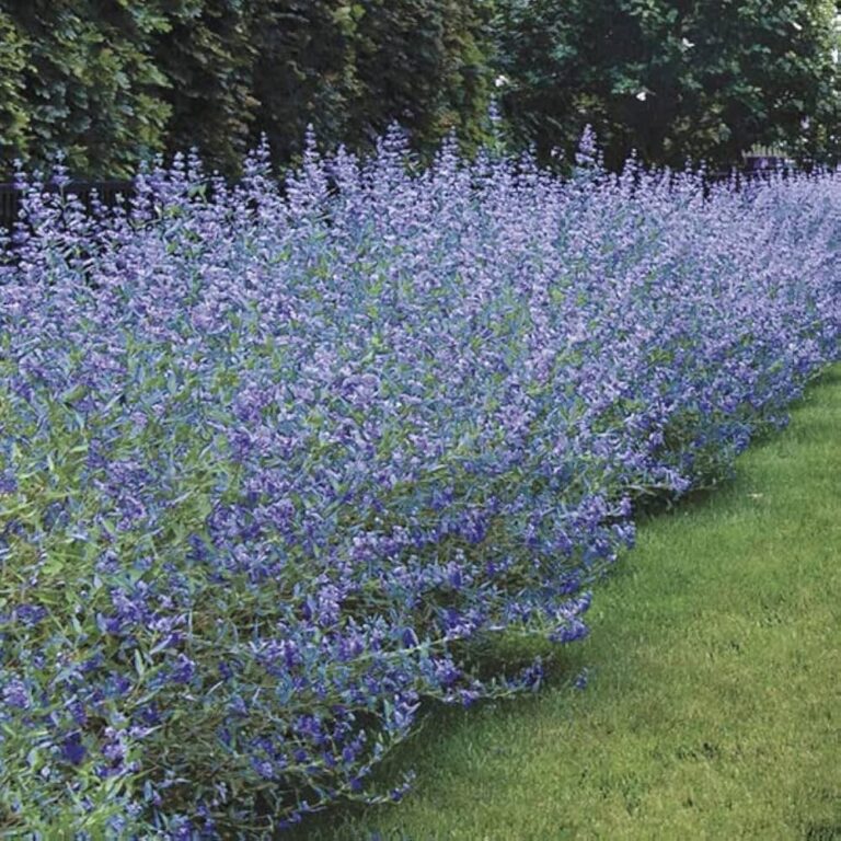 heavenly blue sepene